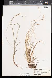 Carex virescens image