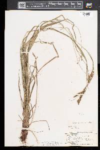 Carex virescens image