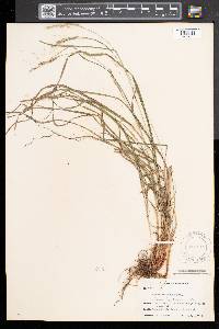 Carex virescens image