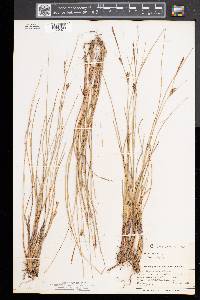 Carex oligosperma image