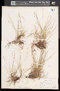 Carex novae-angliae image