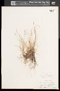 Carex novae-angliae image