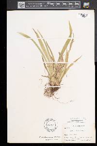 Carex albursina image