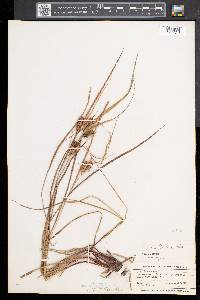 Carex baileyi image