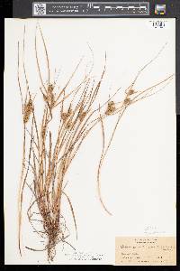 Carex baileyi image