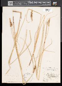 Carex sartwellii image