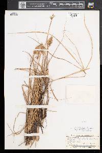 Carex sartwellii image