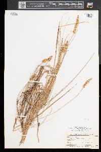 Carex sartwellii image