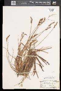 Carex diandra image