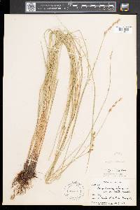 Carex prairea image