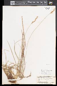 Carex prairea image