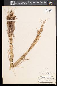 Carex prairea image