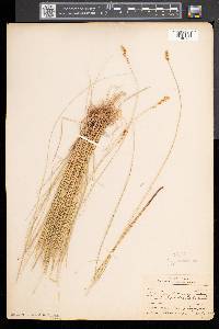 Carex diandra image