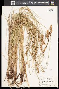 Carex prairea image