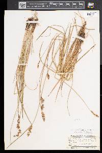 Carex prairea image