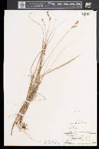 Carex prairea image