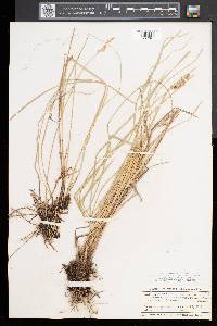 Carex prairea image