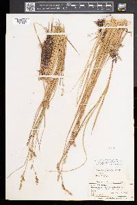 Carex prairea image