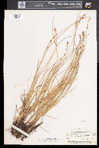 Carex prairea image