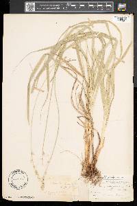 Carex sparganioides image