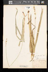 Carex sparganioides image