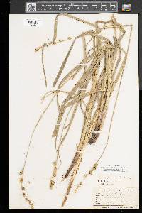 Carex sparganioides image