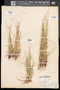 Carex disperma image