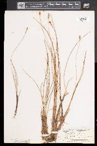 Carex exilis image