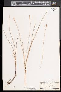 Carex exilis image