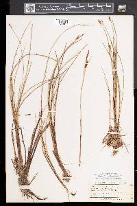 Carex exilis image