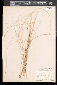 Carex exilis image