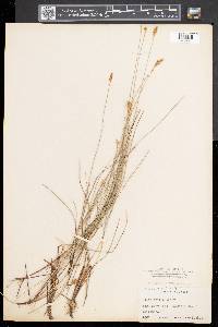 Carex exilis image