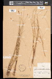 Carex exilis image