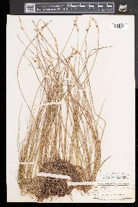 Carex sterilis image