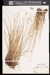 Carex sterilis image