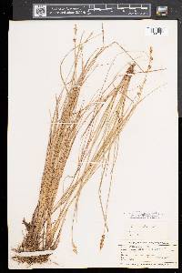 Carex sterilis image