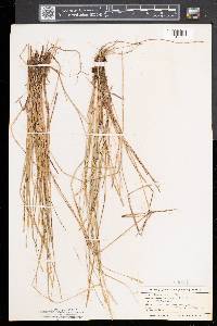 Carex sterilis image