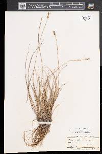 Carex sterilis image