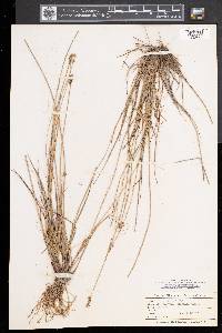 Carex sterilis image