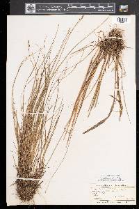 Carex sterilis image