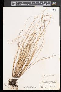 Carex sterilis image