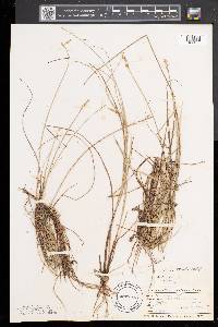 Carex sterilis image