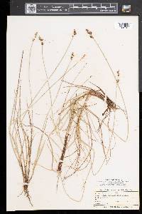 Carex sterilis image