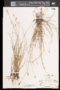 Carex sterilis image