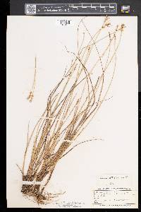 Carex sterilis image