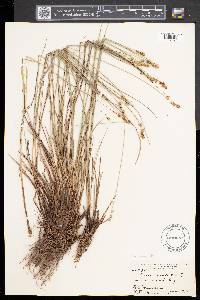 Carex sterilis image