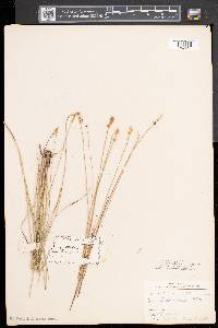 Carex sterilis image