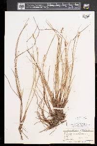 Carex sterilis image