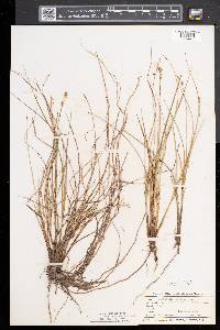 Carex sterilis image