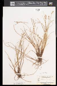 Carex sterilis image